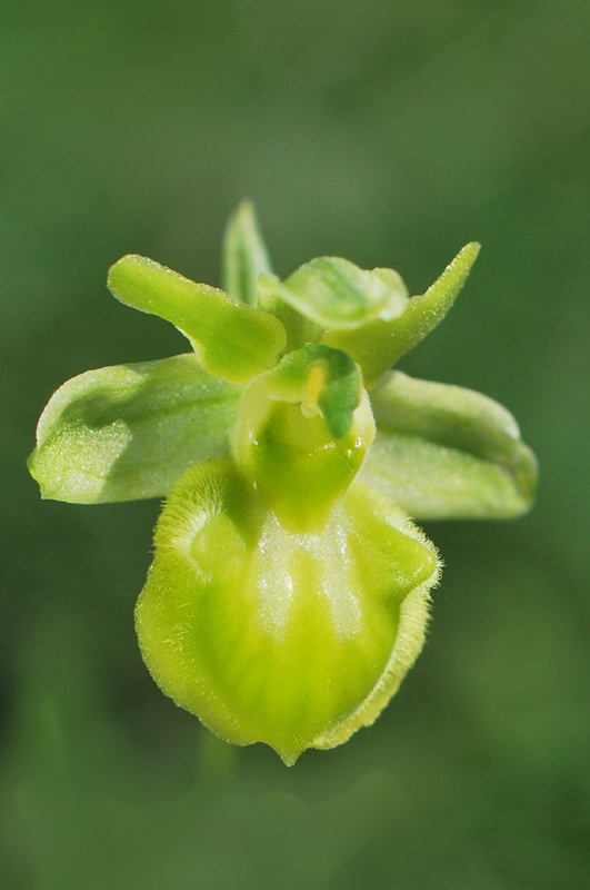 Ophrys sphegodes apocromatica