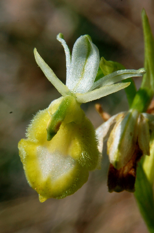 Ophrys bertolonii subsp. benacensis apocromatica