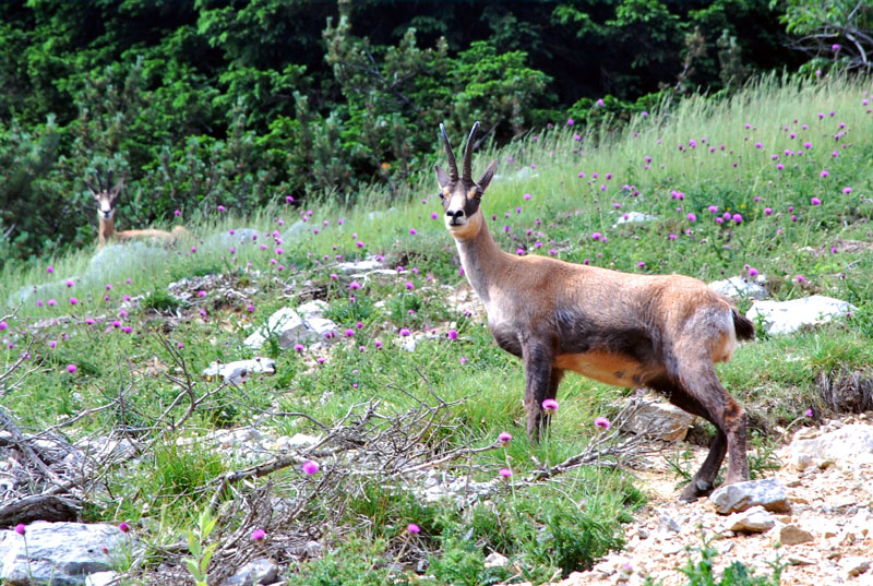 Rupicapra rupicapra