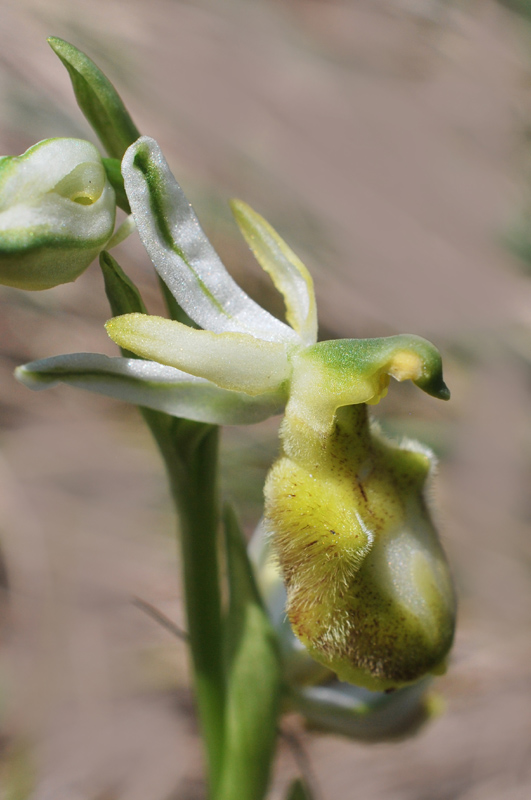 Ophrys bertolonii subsp. benacensis apocromatica