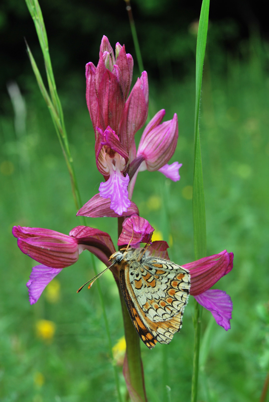 Farfalle e orchidee
