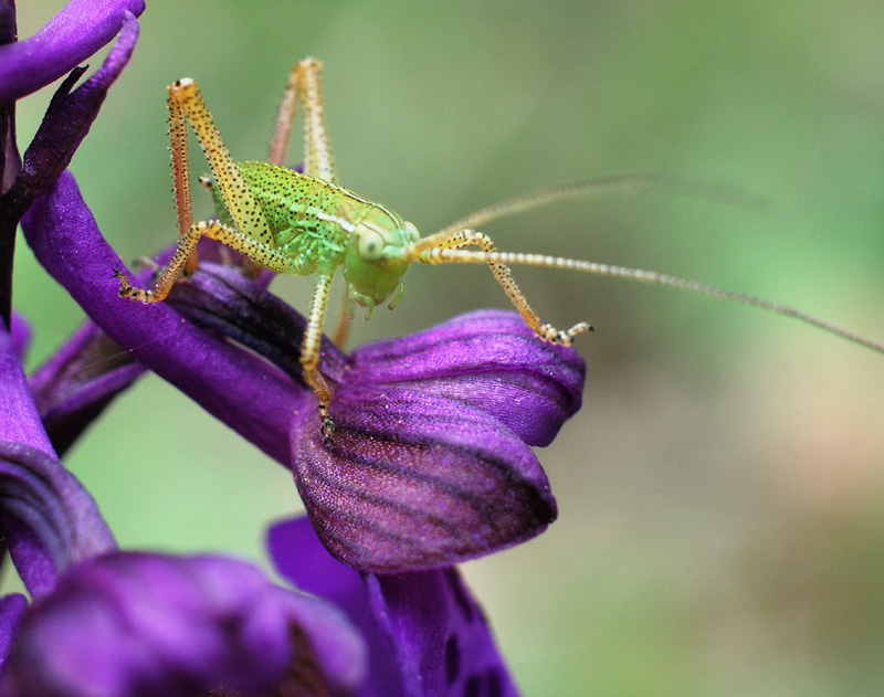 Anacamptis morio con ?