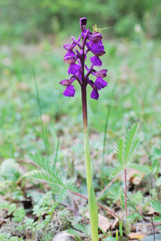 Anacamptis morio con ?