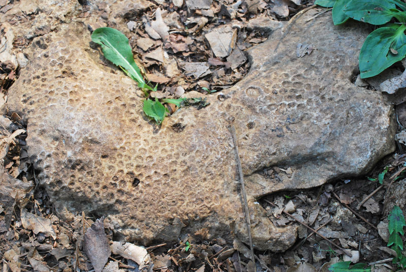 Coralli fossili?  S !