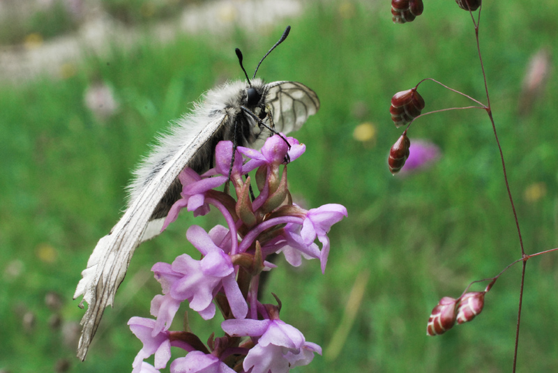 Farfalle e orchidee