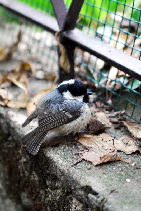 Cosa faccio? Cincia in difficolt�