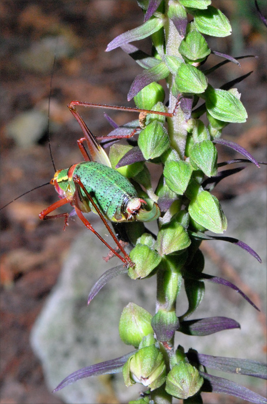 Eupholidoptera chabrieri ?