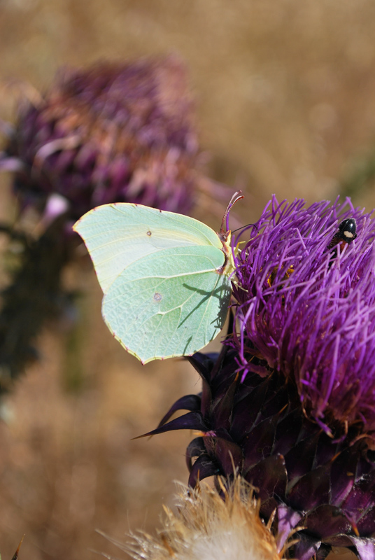 Gonepteryx cleopatra