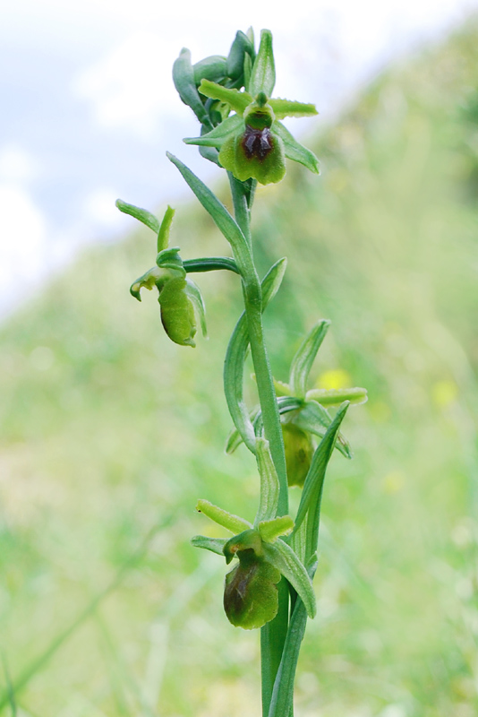 Ophrys apocromatiche del Senese