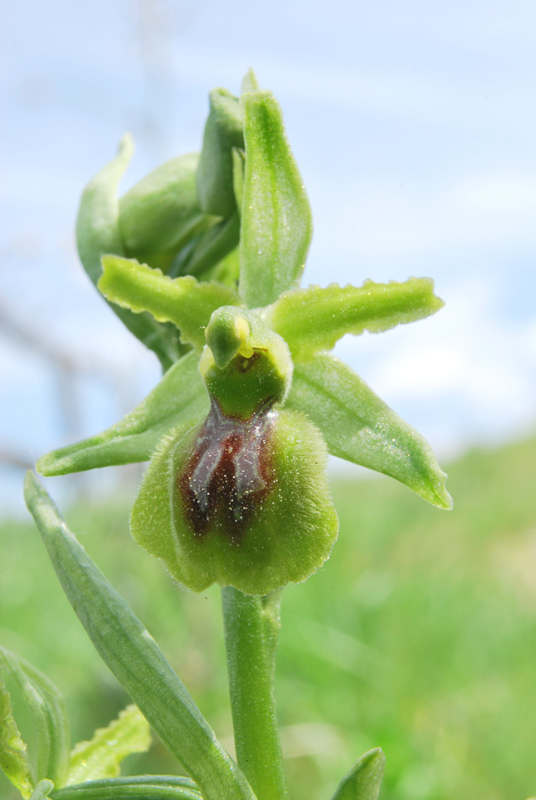 Ophrys apocromatiche del Senese