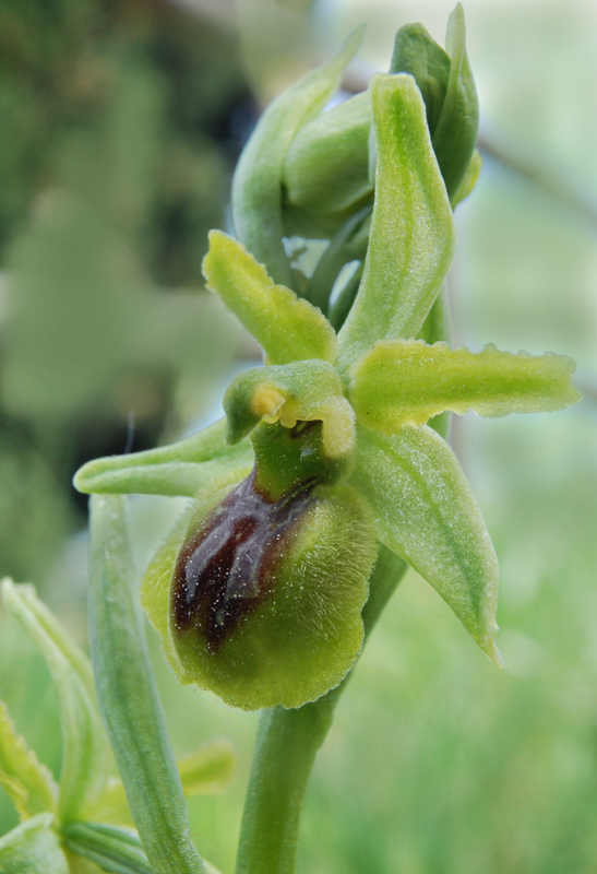 Ophrys apocromatiche del Senese