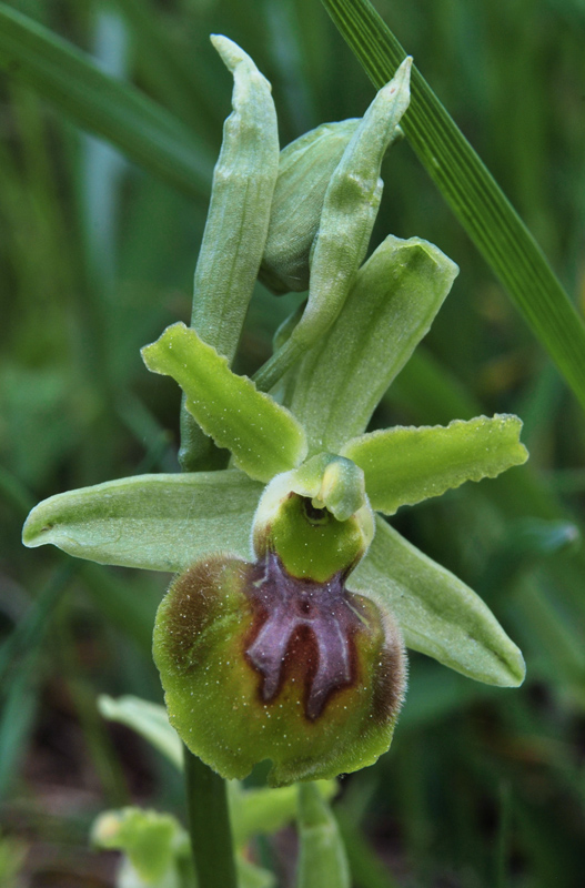 Ophrys apocromatiche del Senese
