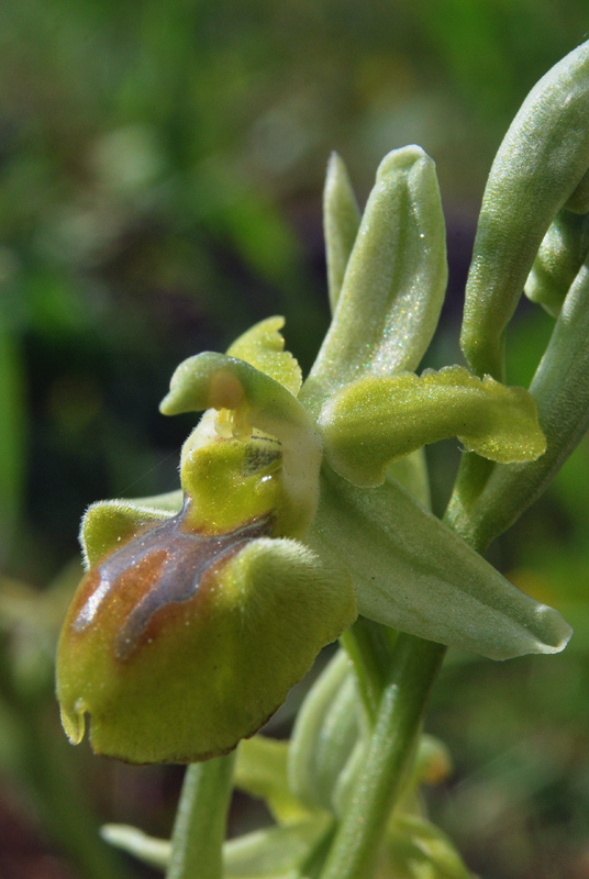 Ophrys apocromatiche del Senese