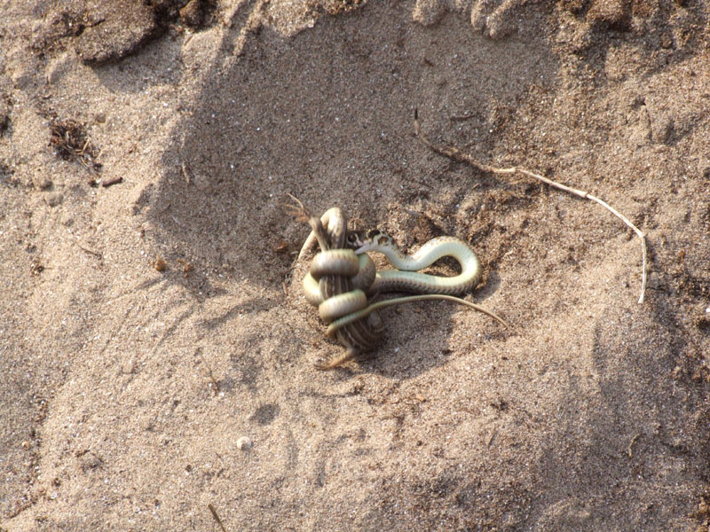 Giovane biacco (Hierophis viridiflavus) preda giovane Podarcis siculus