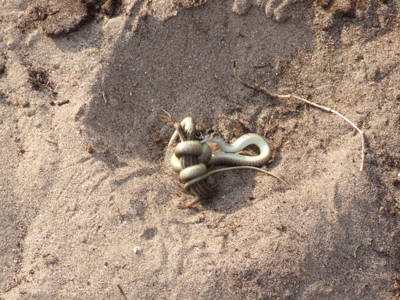 Giovane biacco (Hierophis viridiflavus) preda giovane Podarcis siculus