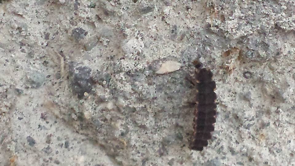 larva di Lampyris cfr. vesuvius vesuvius