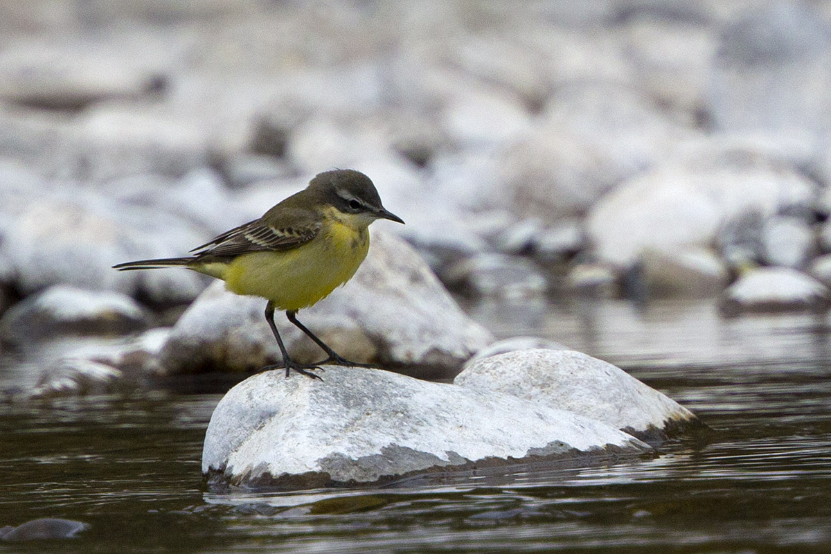 Motacilla flava?