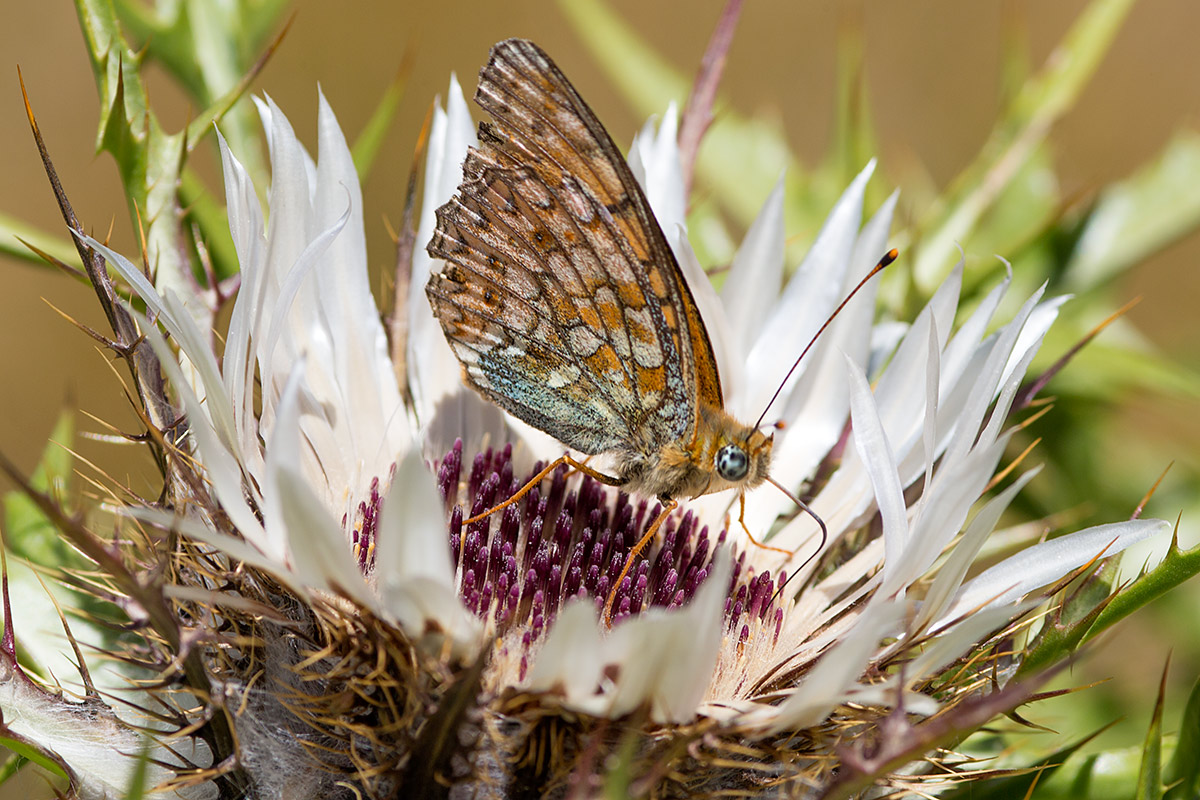 Farfalla Da Identificare - Argynnis (Fabriciana) niobe, Nymphalidae