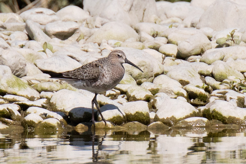 Limicolo da Identificare: Piovanello comune (Calidris ferruginea)