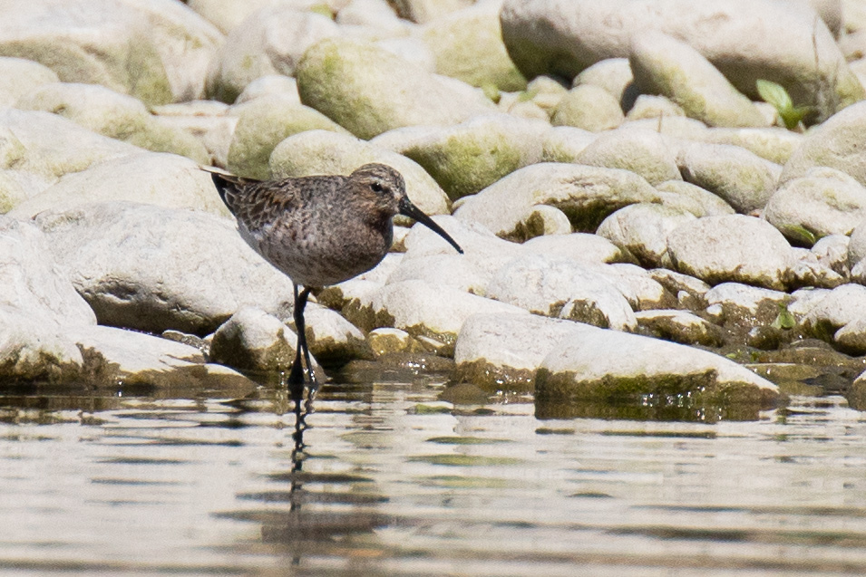 Limicolo da Identificare: Piovanello comune (Calidris ferruginea)