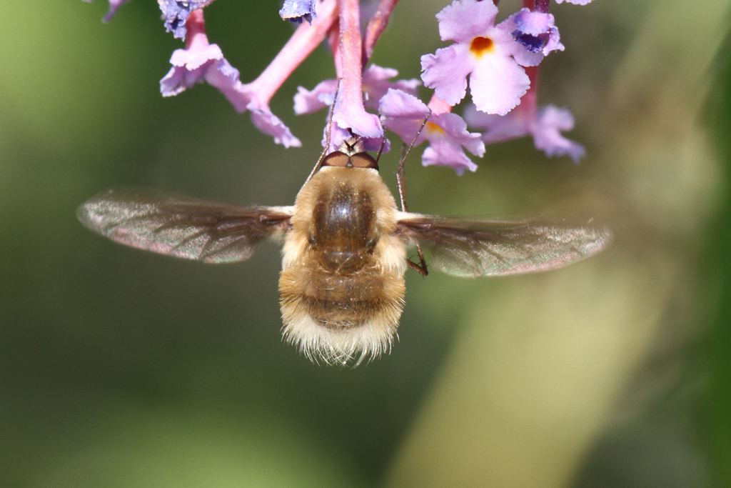 Bombylius da identificare