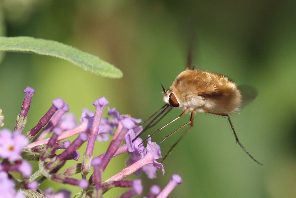 Bombylius da identificare