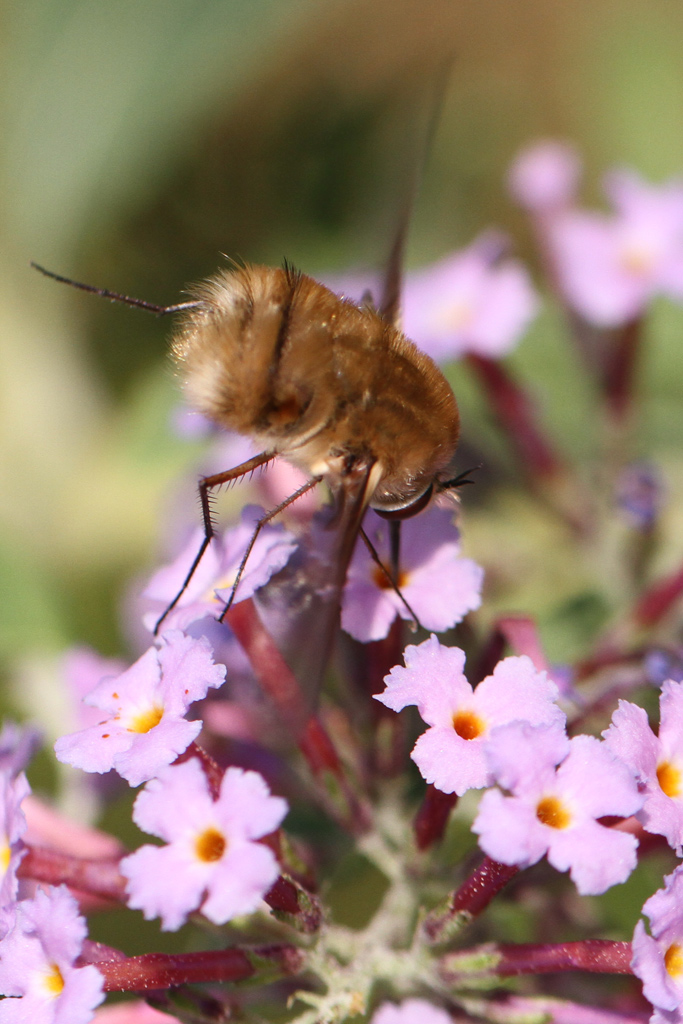 Bombylius da identificare