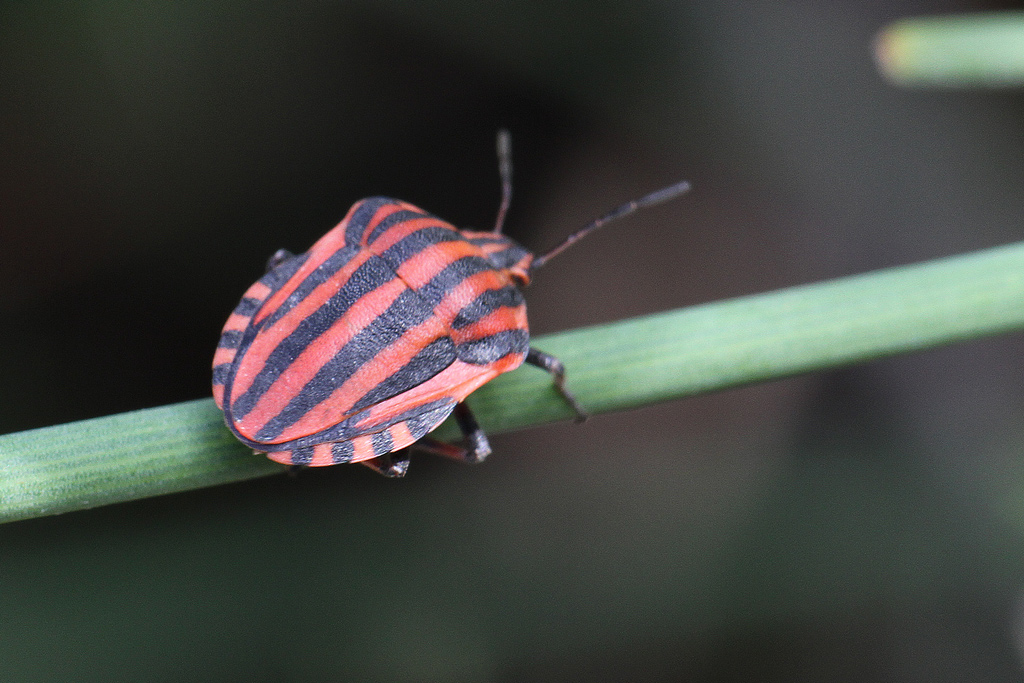 Pentatomidae: Graphosoma lineatum italicum della Liguria