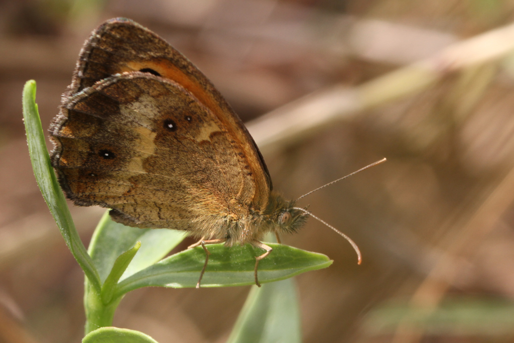 Farfalla da Identificare