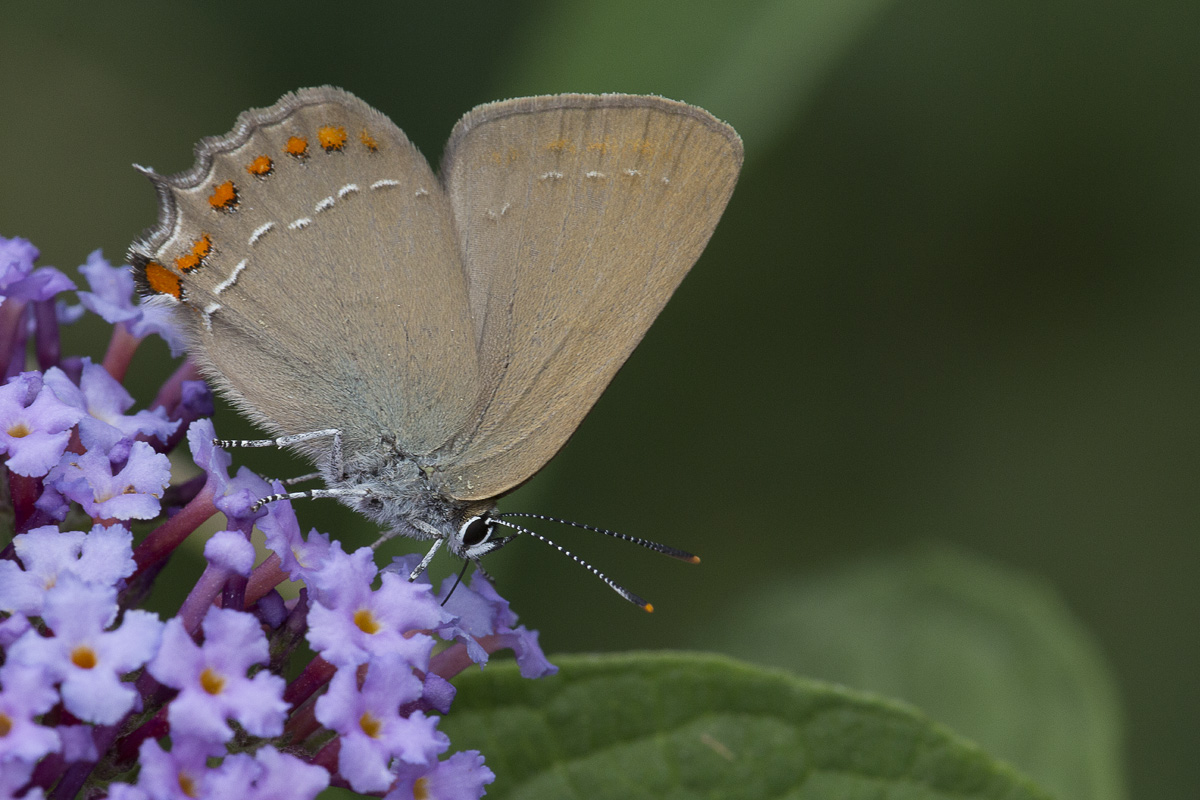 Da Identificare - Satyrium esculi