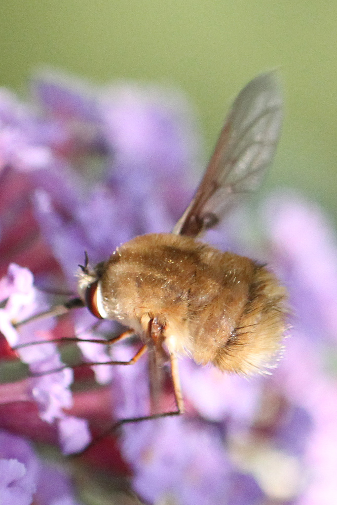 Bombylius da identificare