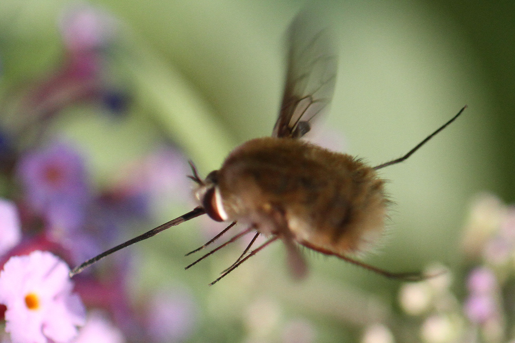 Bombylius da identificare