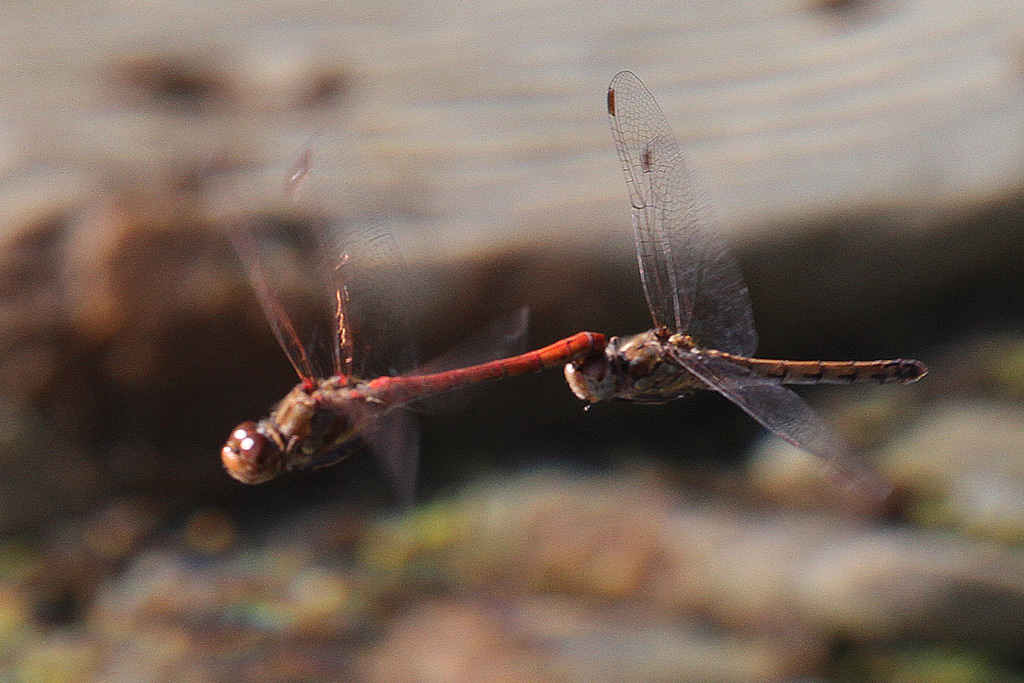 Libellule Da Identificare