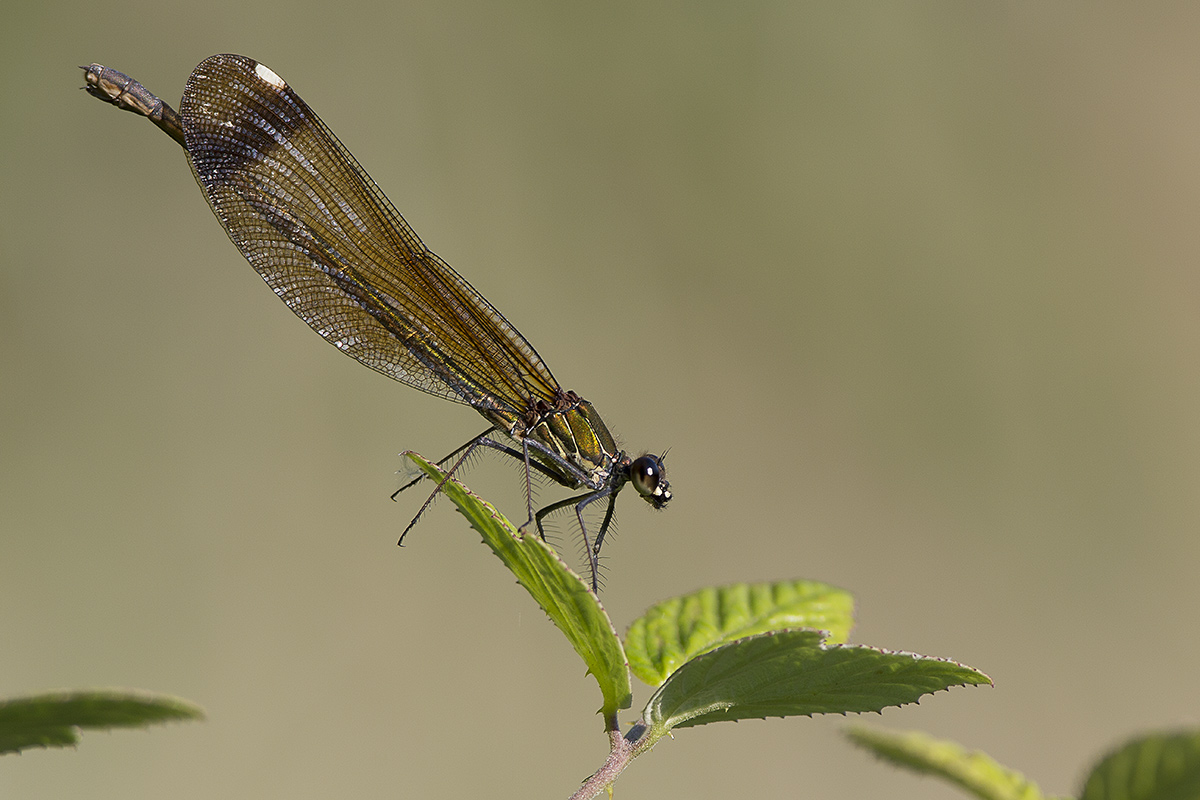 Libellula Da Identificare: Calopteryx haemorrhoidalis