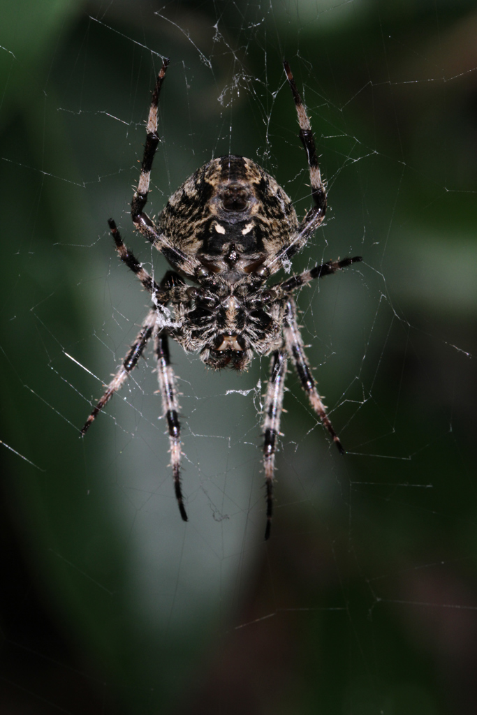Araneus cf. angulatus
