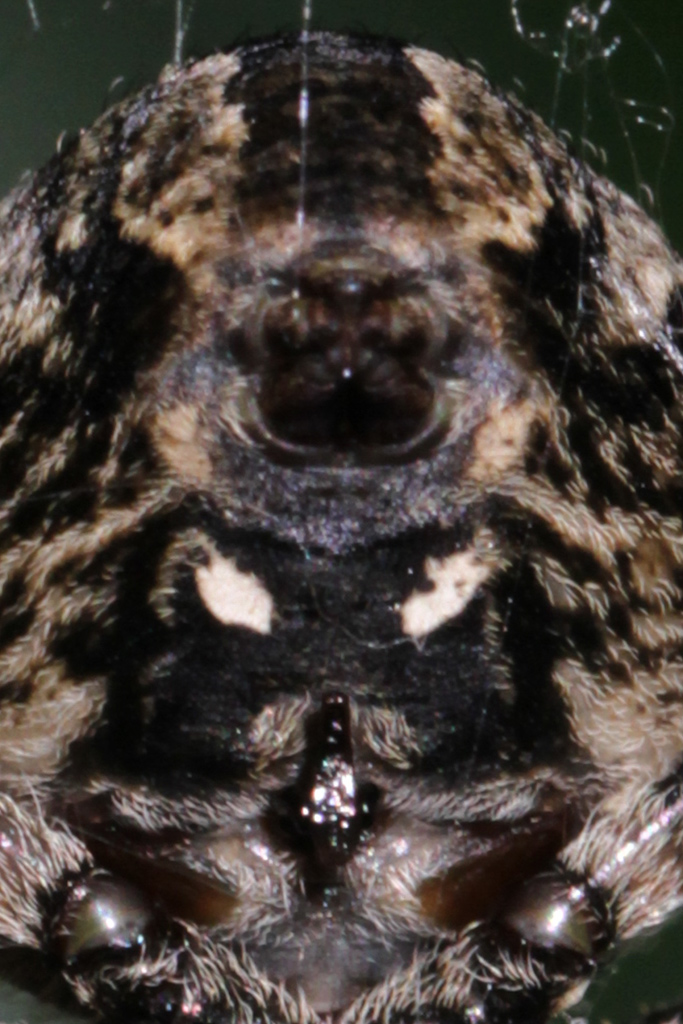 Araneus cf. angulatus