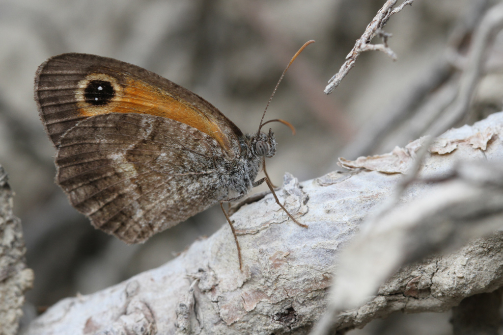 Farfalla da Identificare