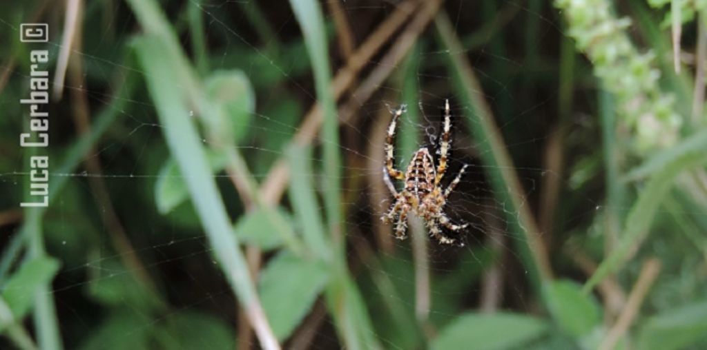 Araneus diadematus - Genova