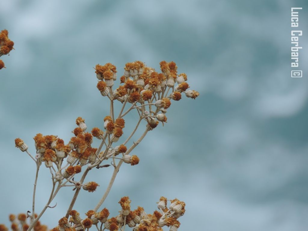 Jacobaea maritima