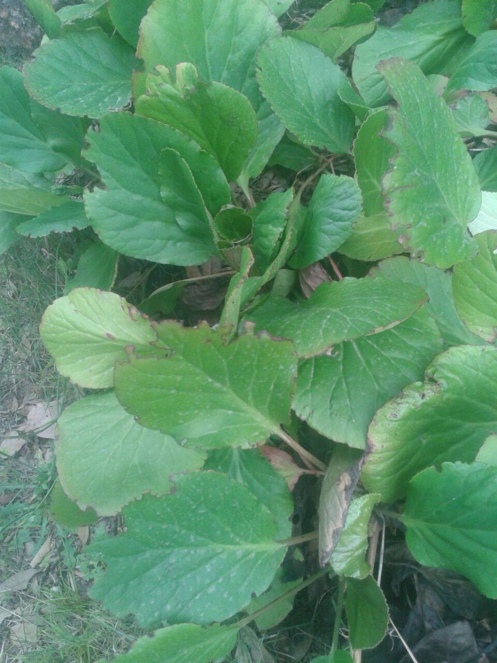 Bergenia crassifolia