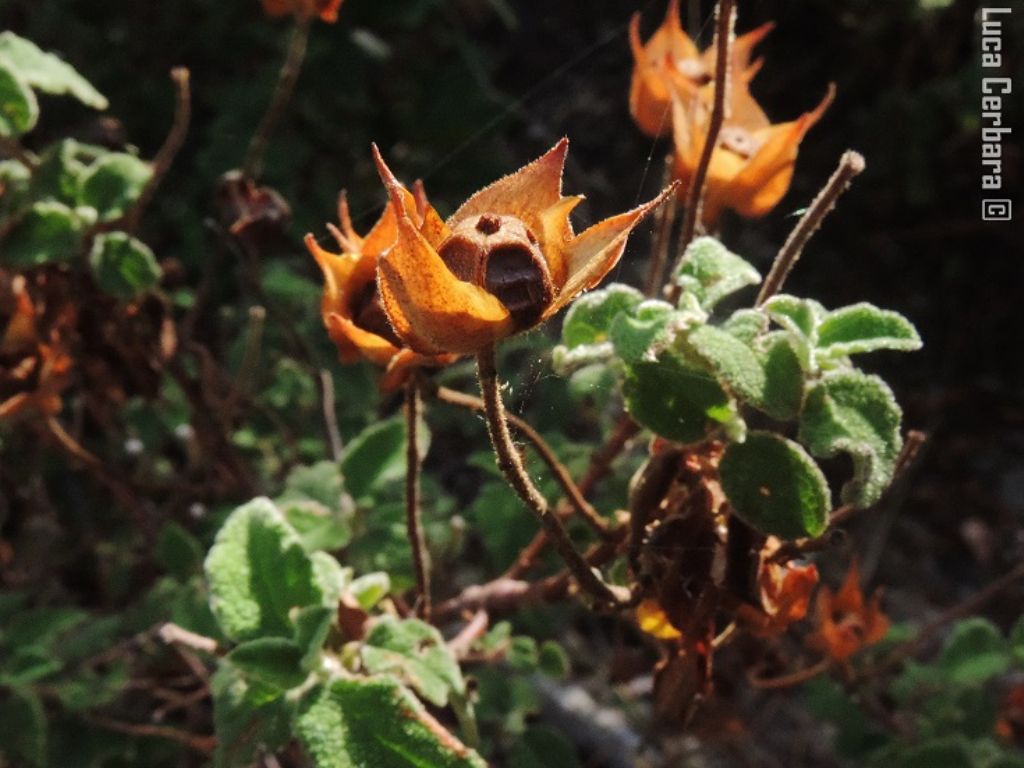 Cistus salviifolius