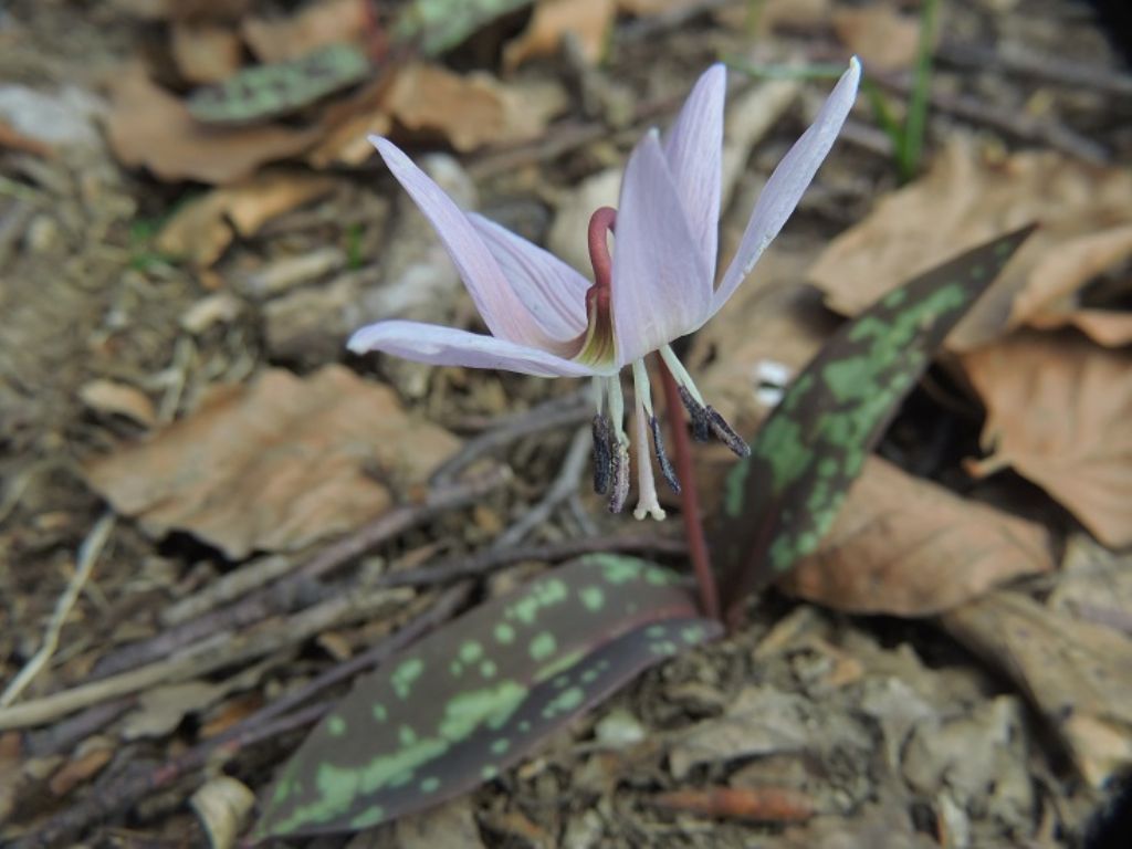 Erythronium dens-canis