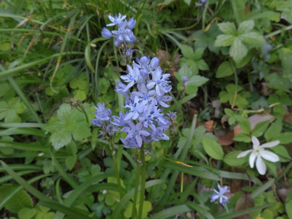 Quarta pianta di Villa Serra (GE) - Hyacinthoides italica
