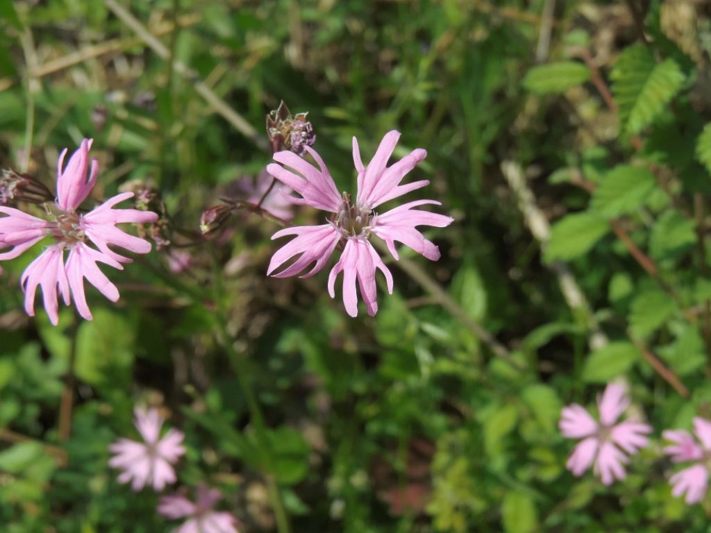 Lychnis flos-cuculi
