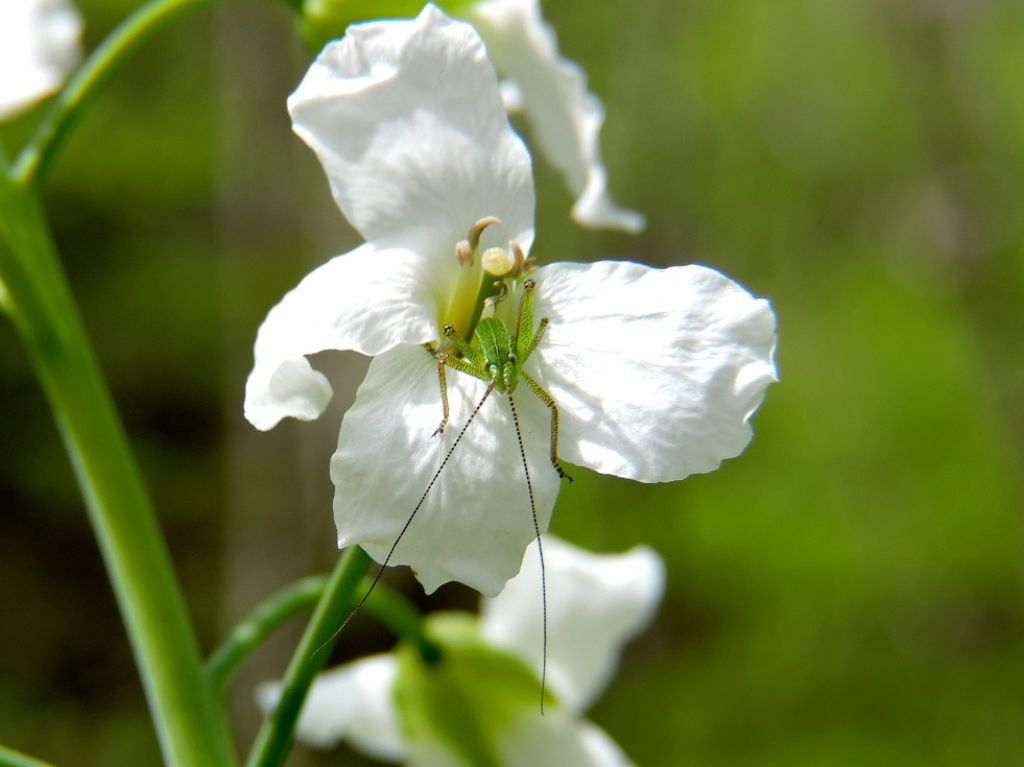 Identif. piccolo ortottero Val brevenna