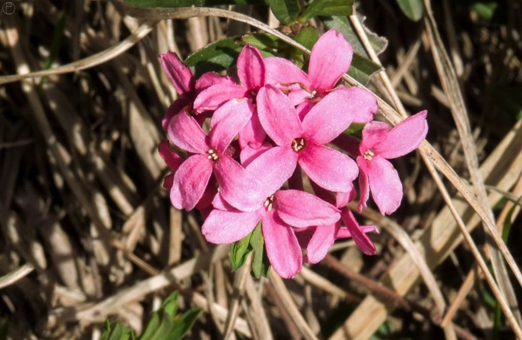 Daphne cneorum