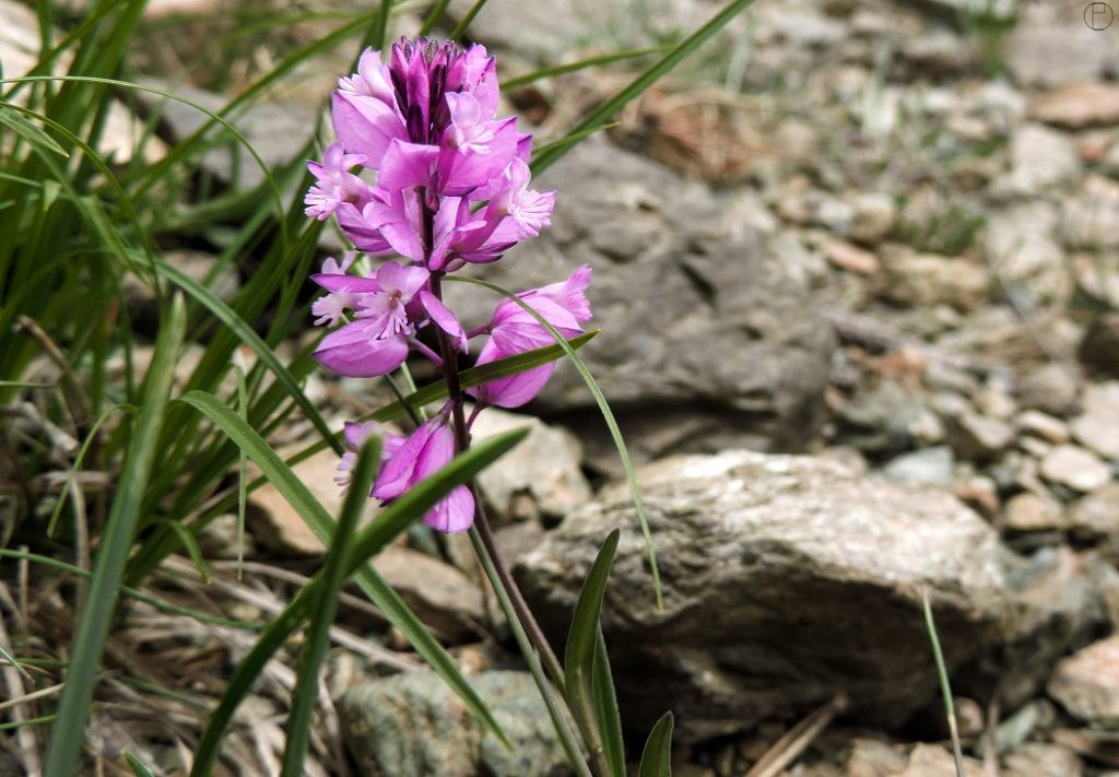 Polygala cfr. nicaeensis (Fabales - Polygalaceae)