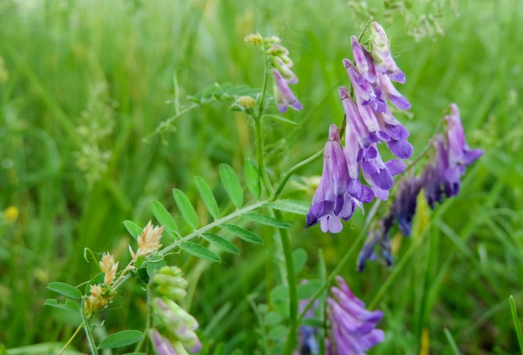Pianta vicino Cuneo - Vicia villosa