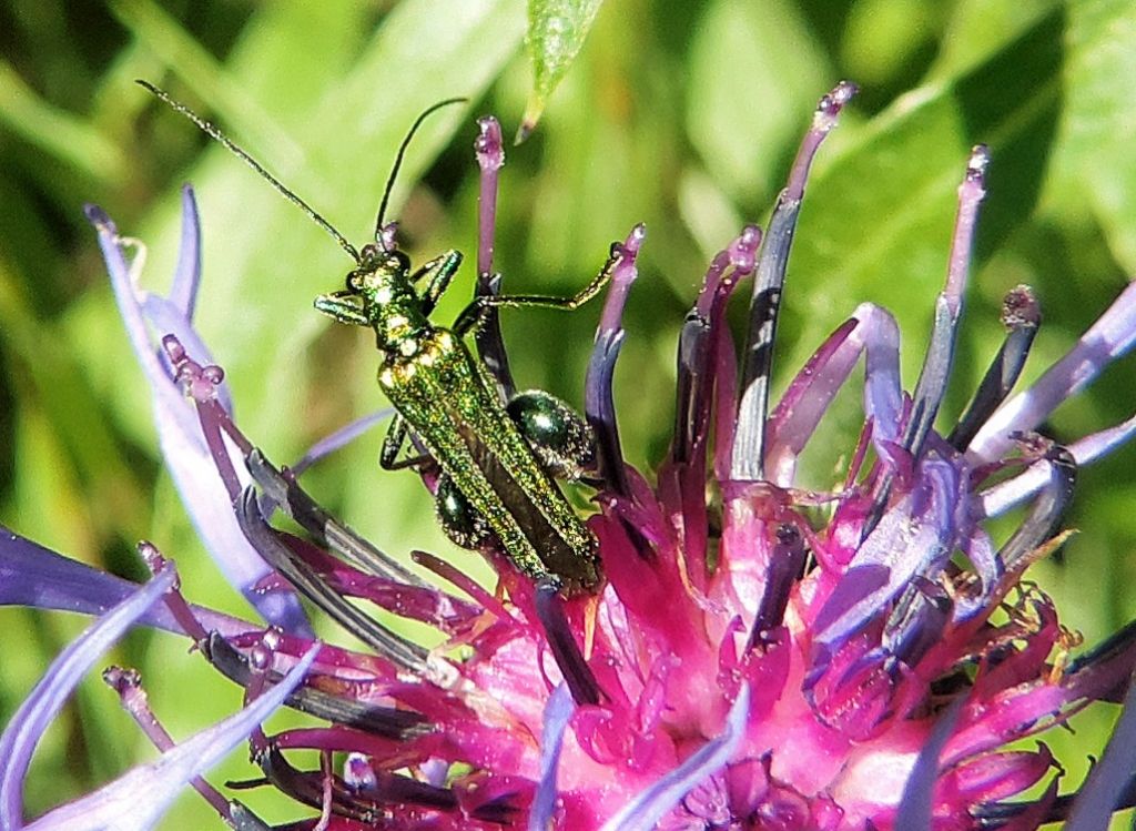 Oedemera nobilis maschio