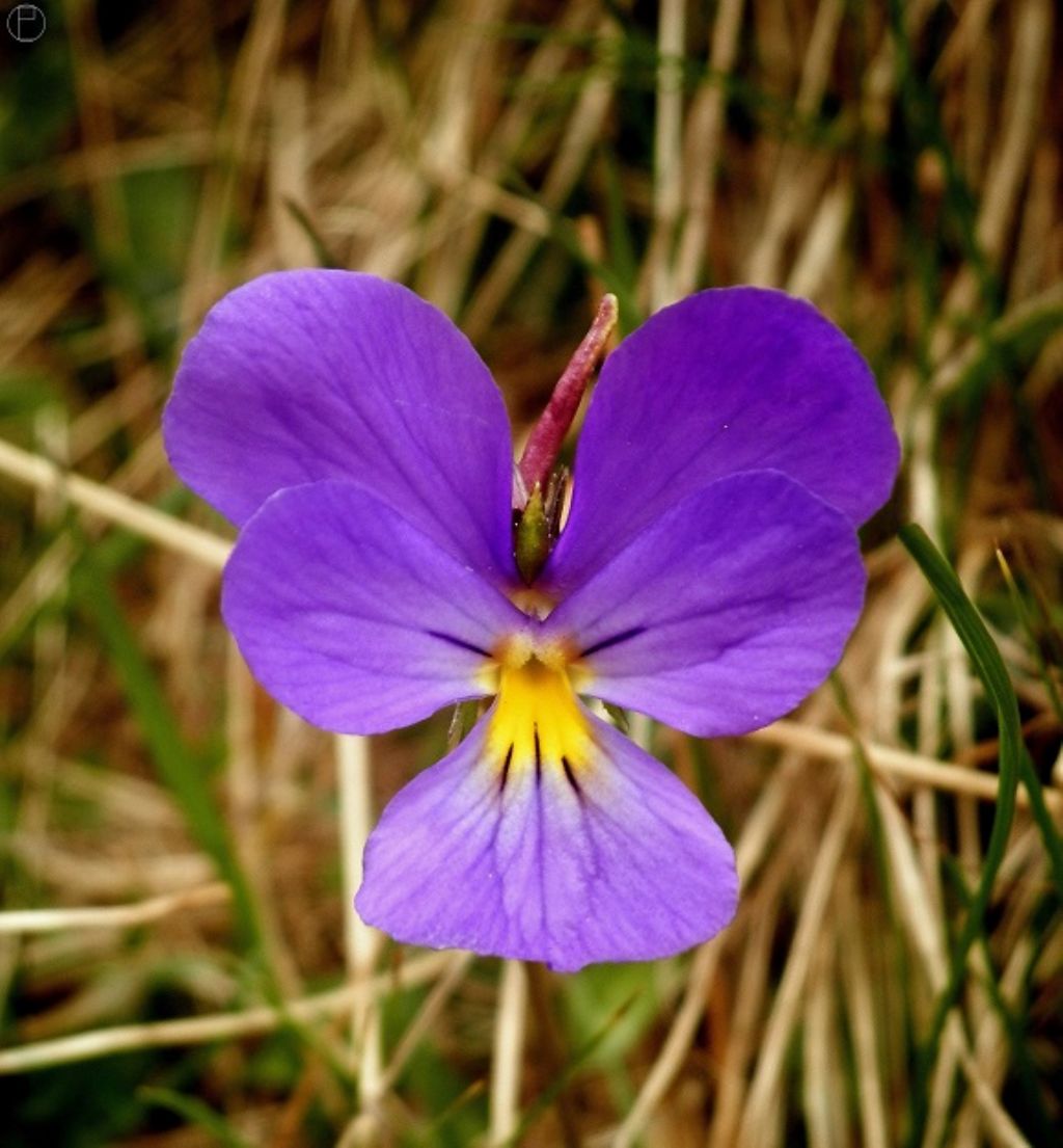 Viola calcarata
